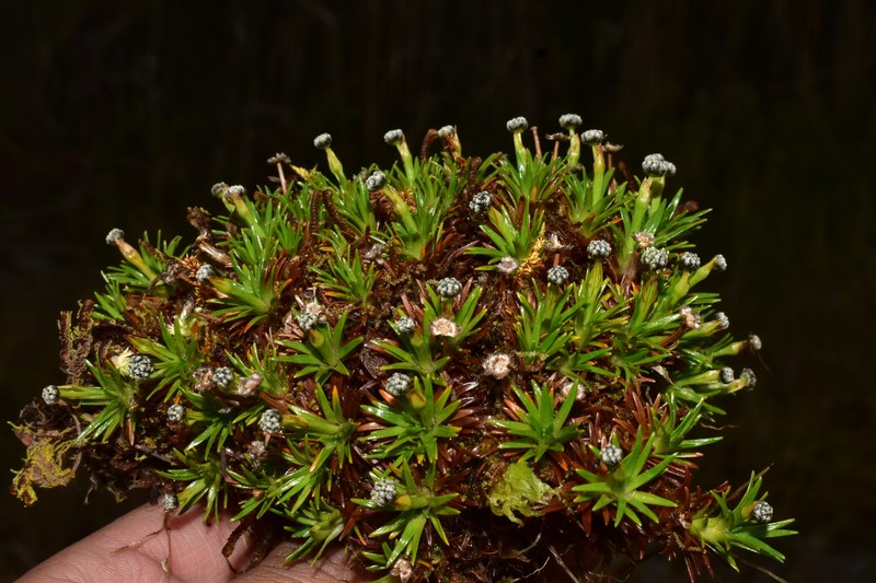 Paepalanthus caryonauta photo 5