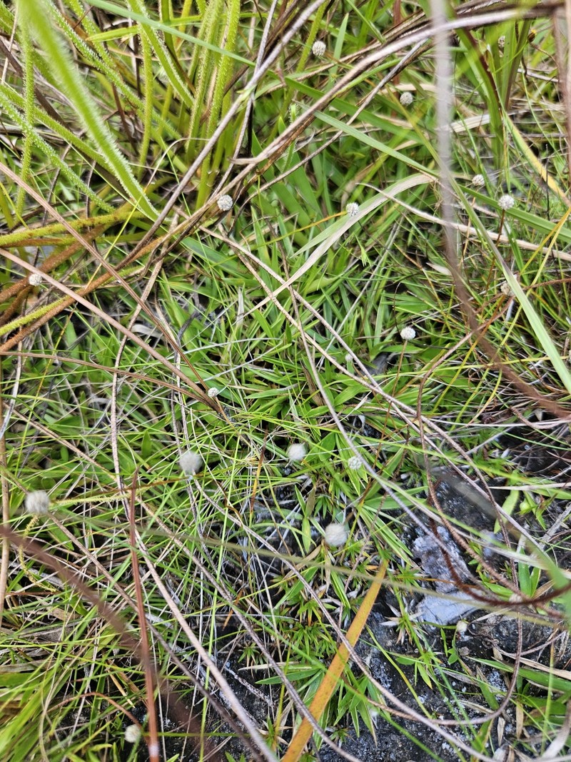 Pineland Bogbutton photo 2