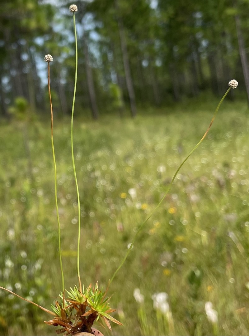 Pineland Bogbutton photo 3