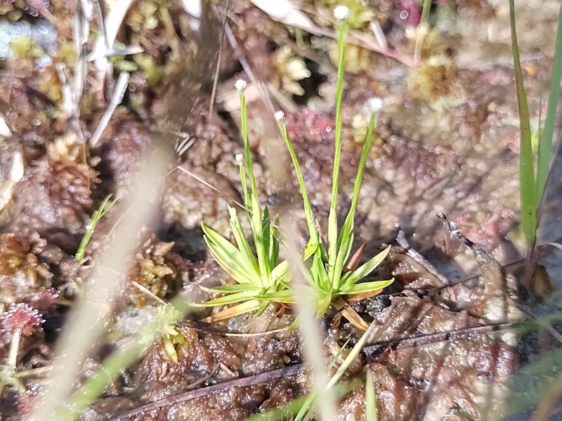 Pineland Bogbutton photo 4