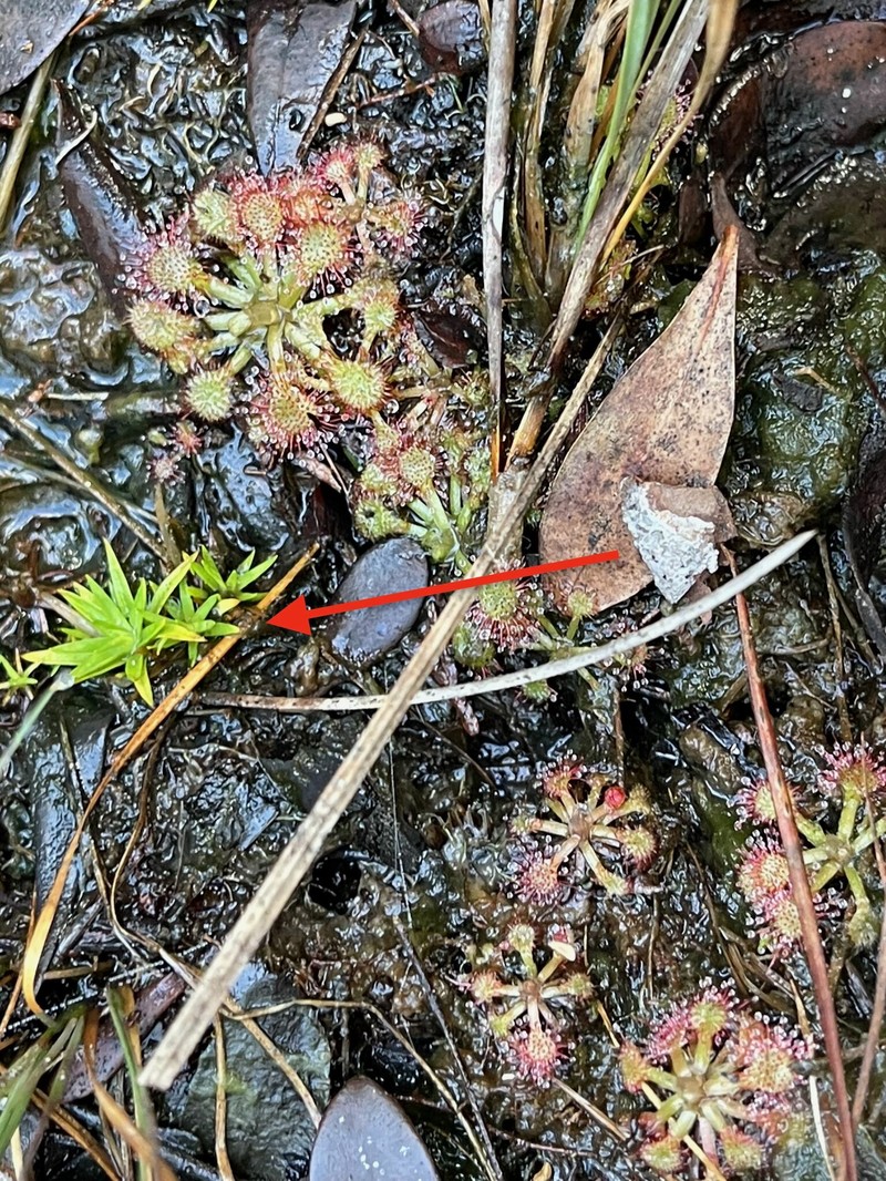 Pineland Bogbutton photo 5