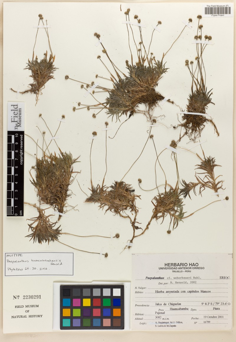 Paepalanthus huancabambensis