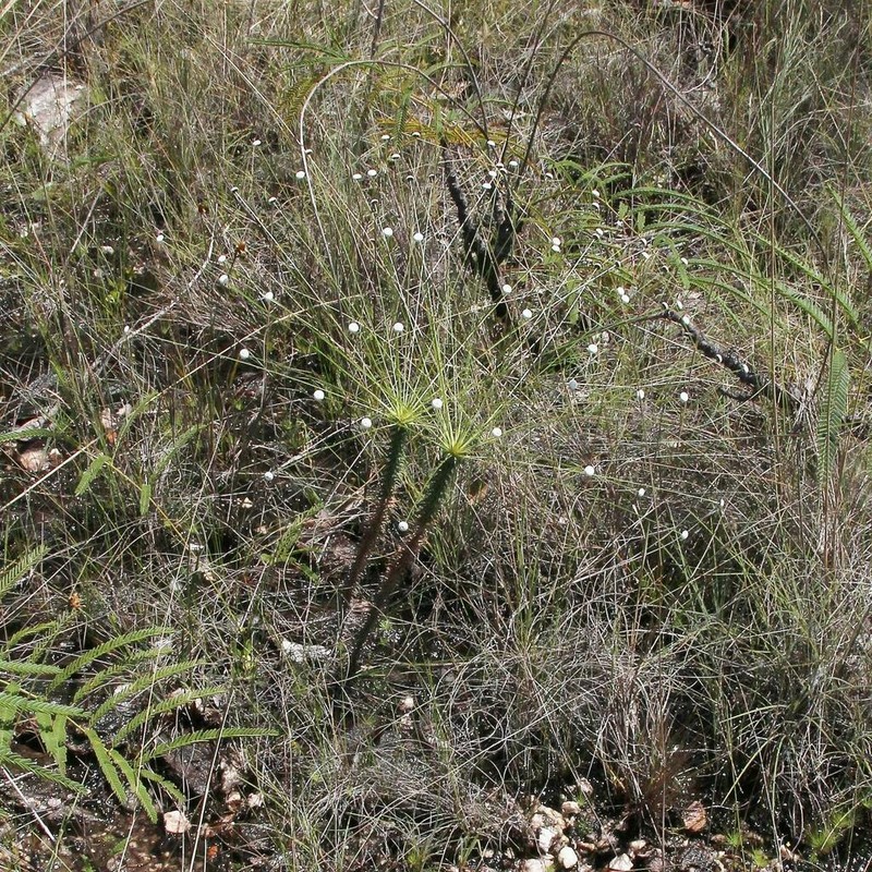 Paepalanthus irwinii