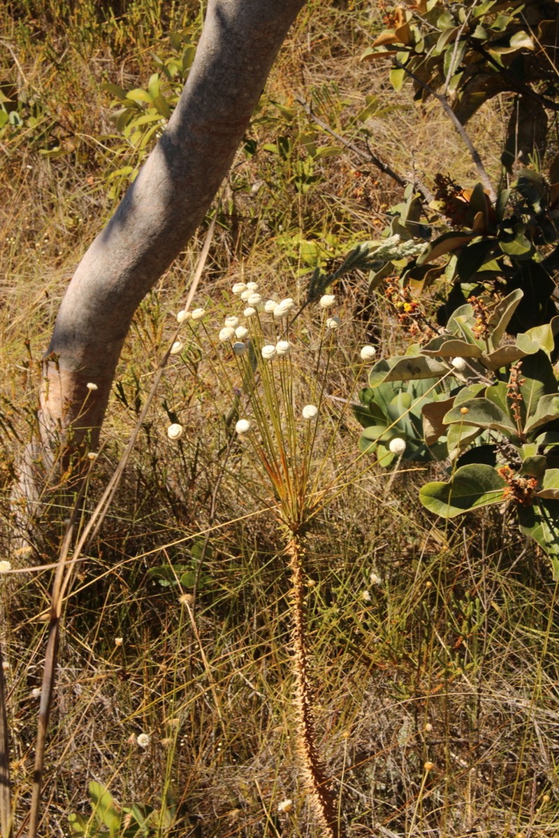 Paepalanthus irwinii photo 2