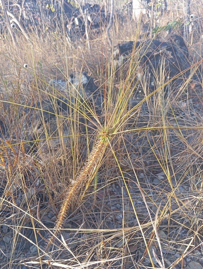 Paepalanthus irwinii photo 3