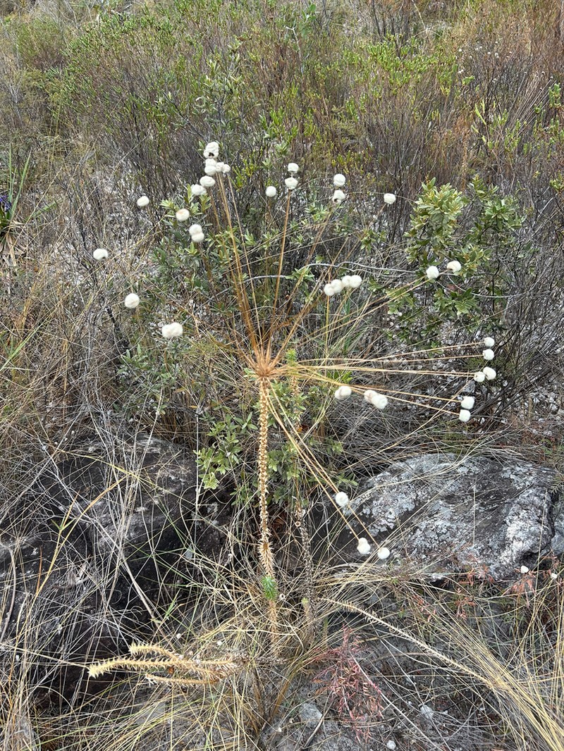 Paepalanthus irwinii photo 4