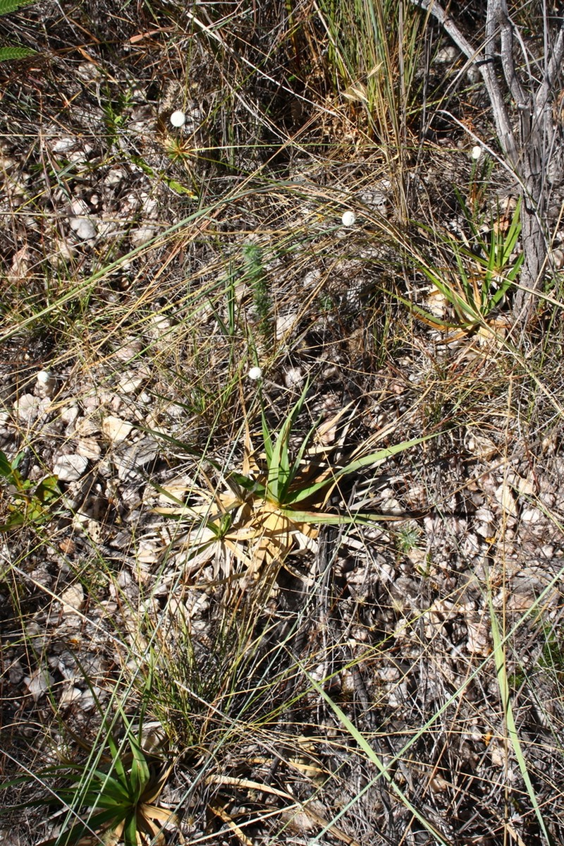 Paepalanthus irwinii photo 5