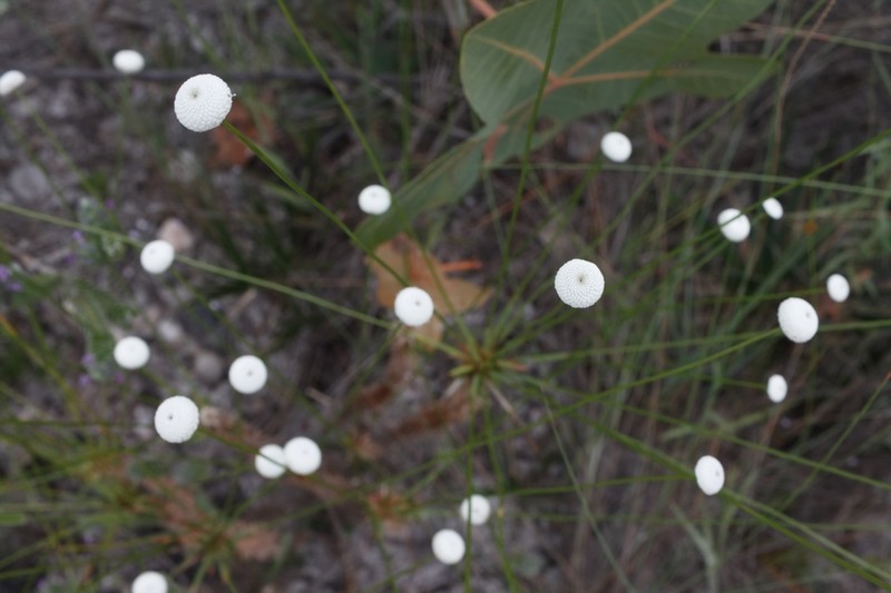 Paepalanthus irwinii photo 7