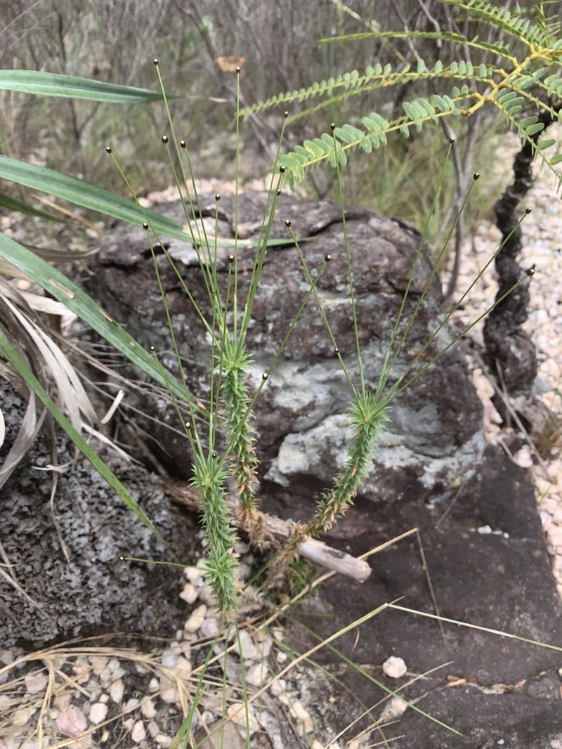 Paepalanthus irwinii photo 8