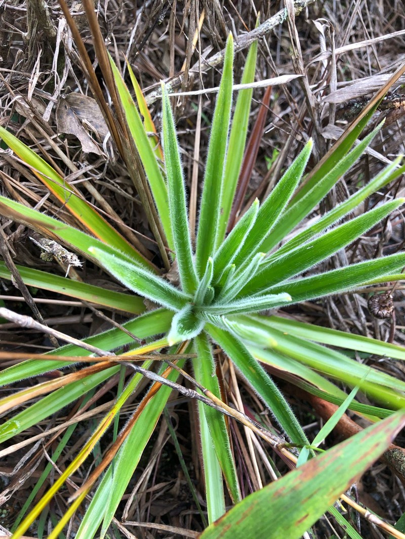 Paepalanthus magnus