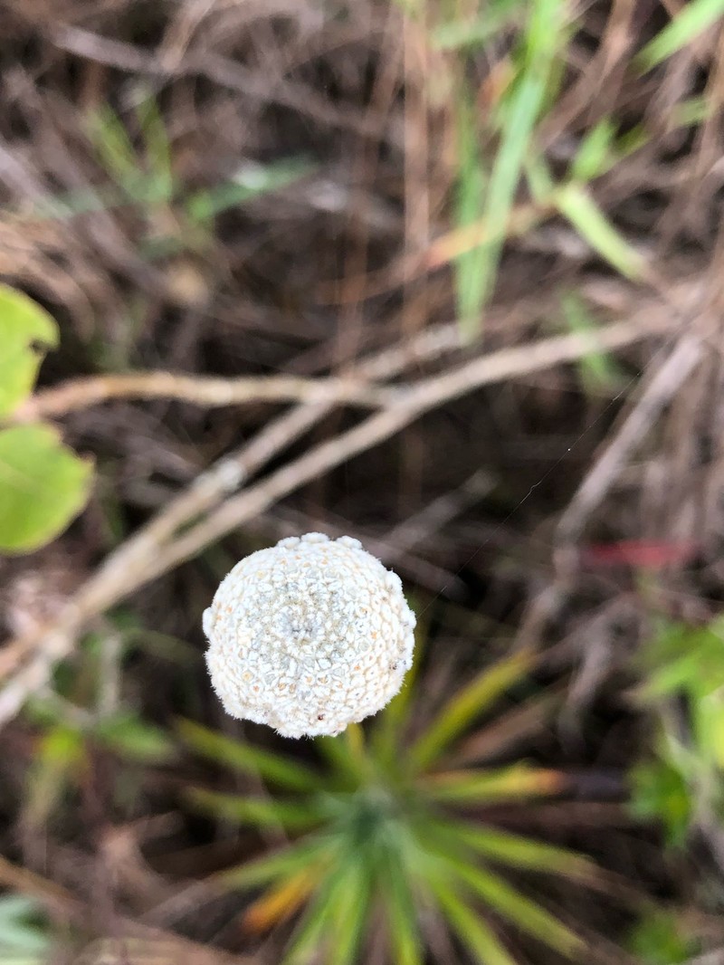 Paepalanthus magnus photo 2