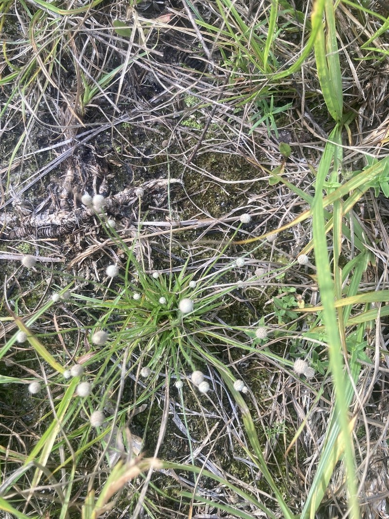 Small's Bogbutton