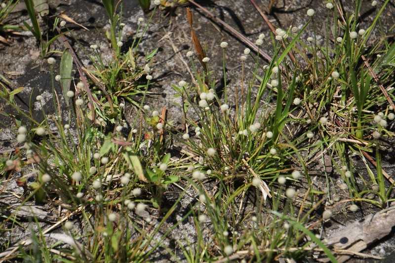 Small's Bogbutton photo 2