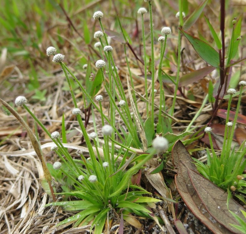 Small's Bogbutton photo 6