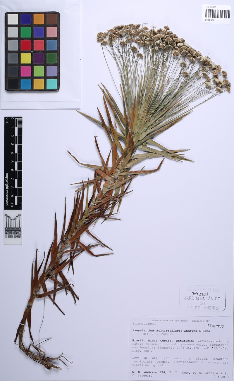 Paepalanthus multistellaris