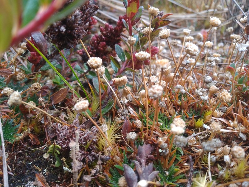 Paepalanthus pilosus var. pilosus
