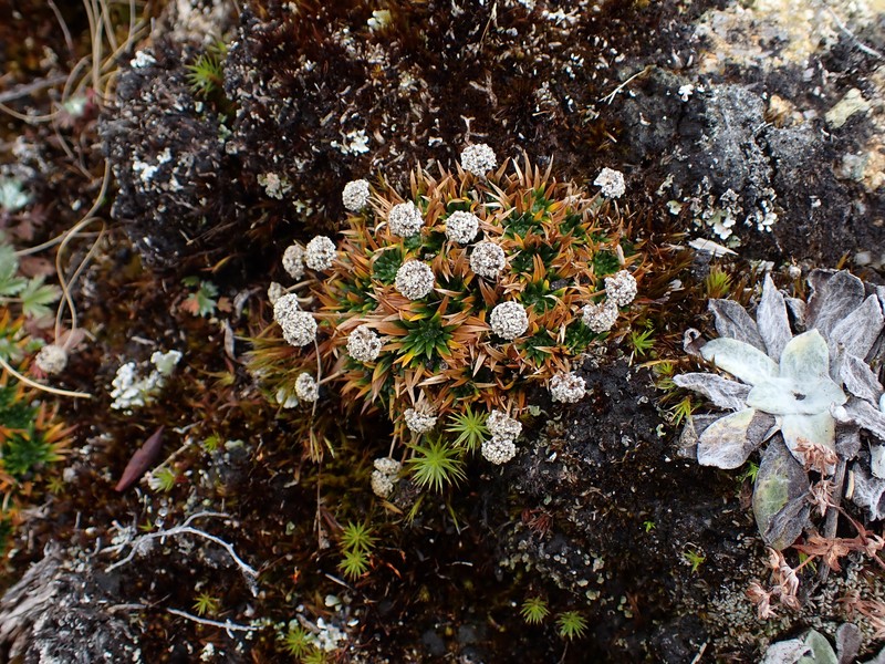 Paepalanthus pilosus var. pilosus photo 2