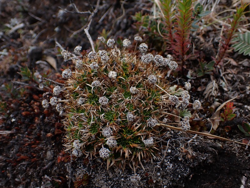 Paepalanthus pilosus var. pilosus photo 3