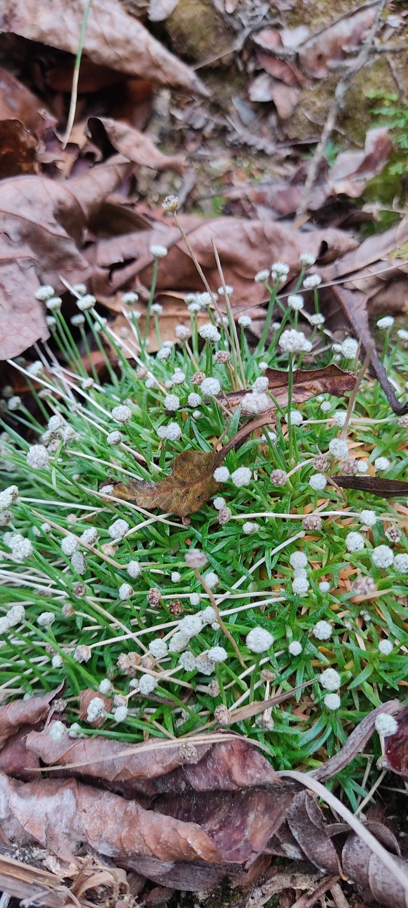 Paepalanthus pilosus var. pilosus photo 4