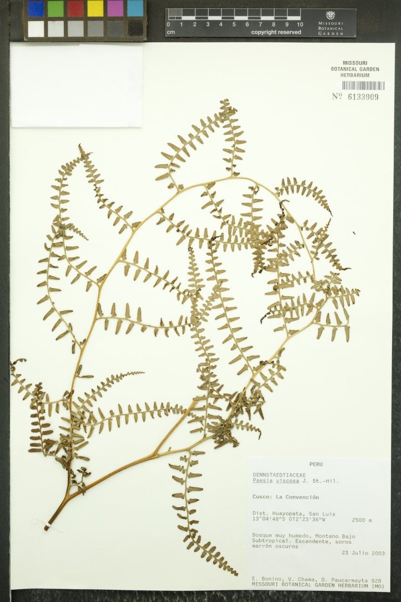 Paesia acclivis