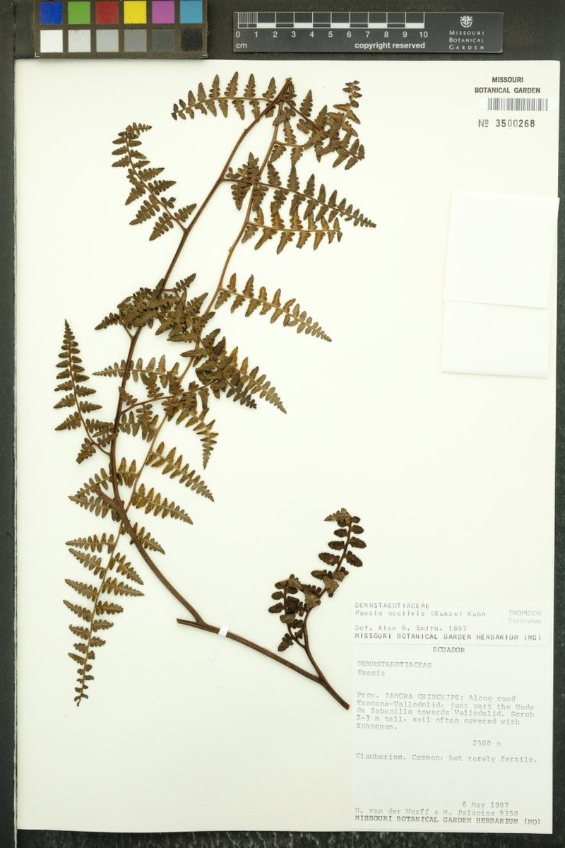 Paesia acclivis photo 2