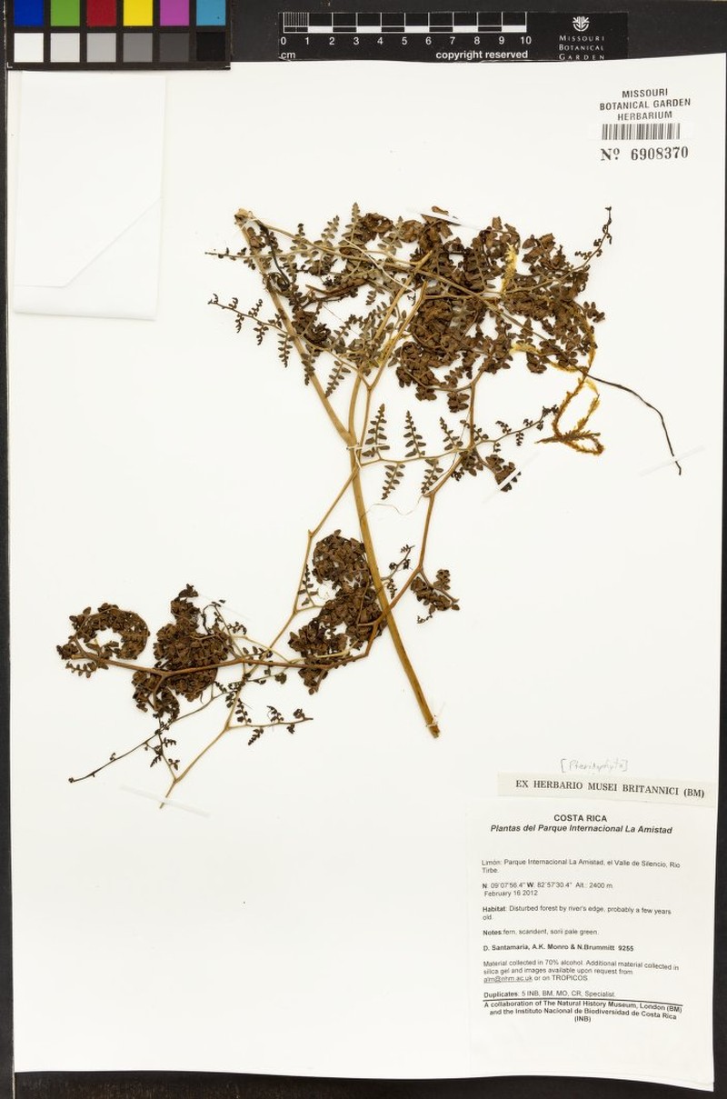 Paesia anfractuosa