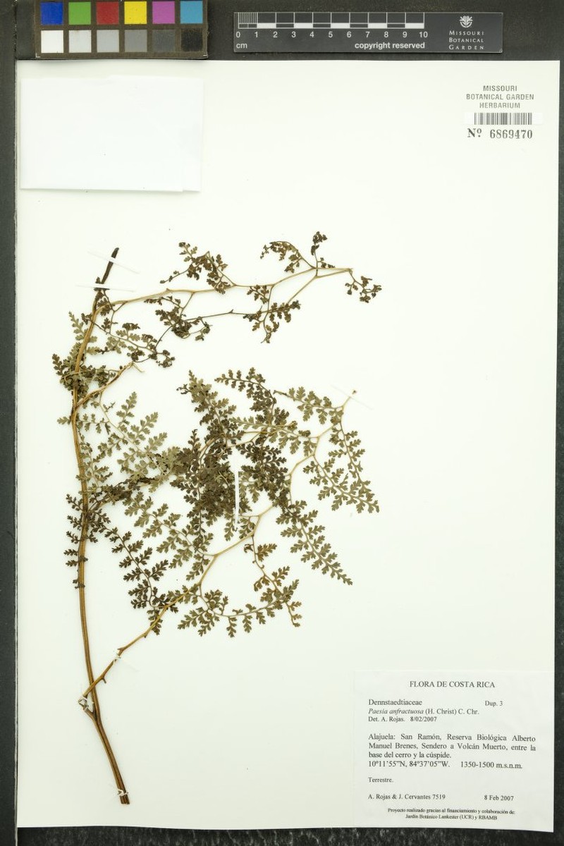 Paesia anfractuosa photo 2