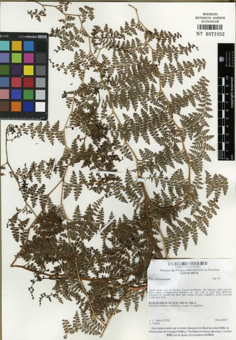 Paesia anfractuosa photo 3