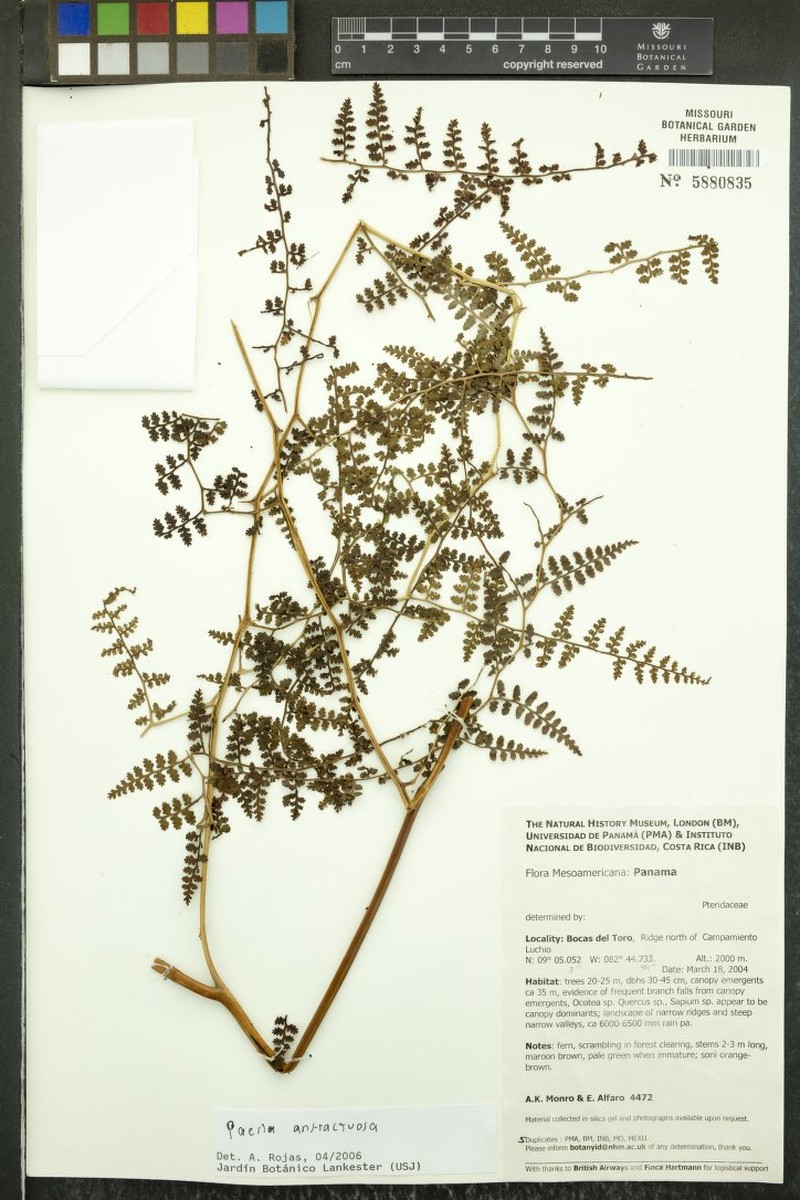Paesia anfractuosa photo 4