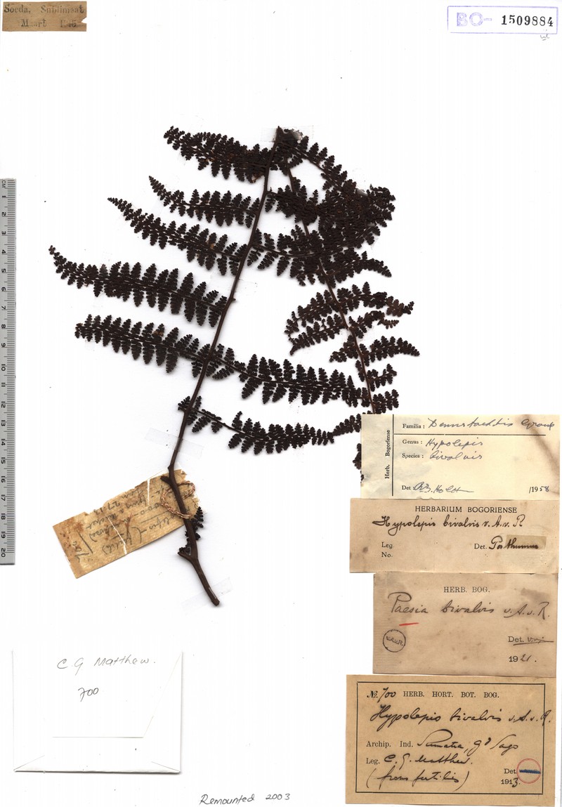 Paesia bivalvis