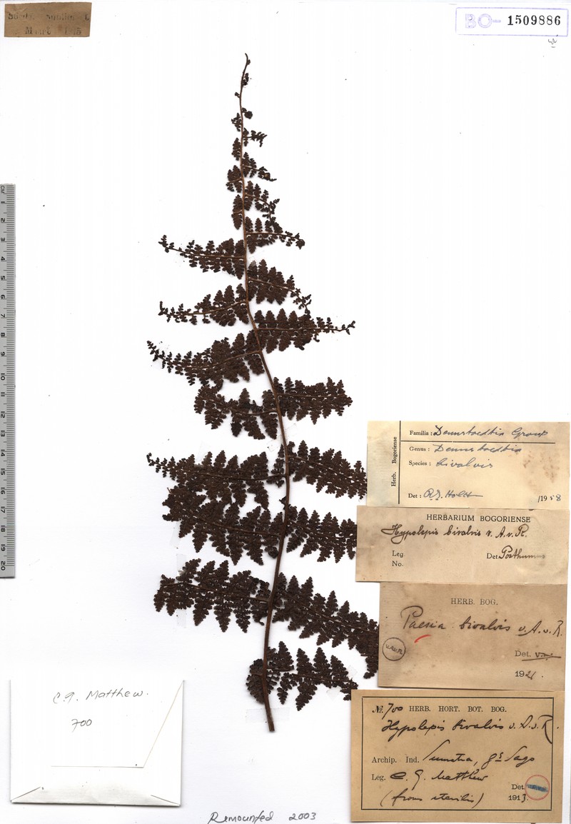 Paesia bivalvis photo 3