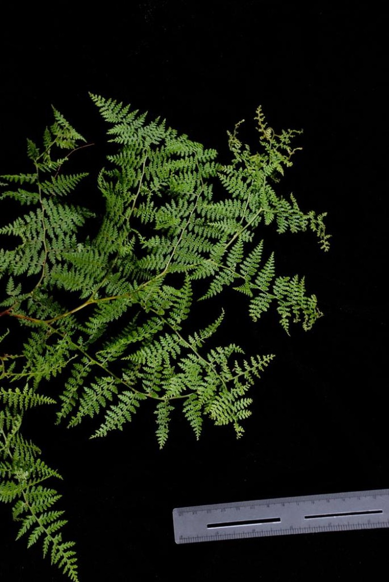 Paesia divaricatissima