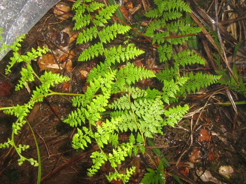 Paesia divaricatissima photo 2