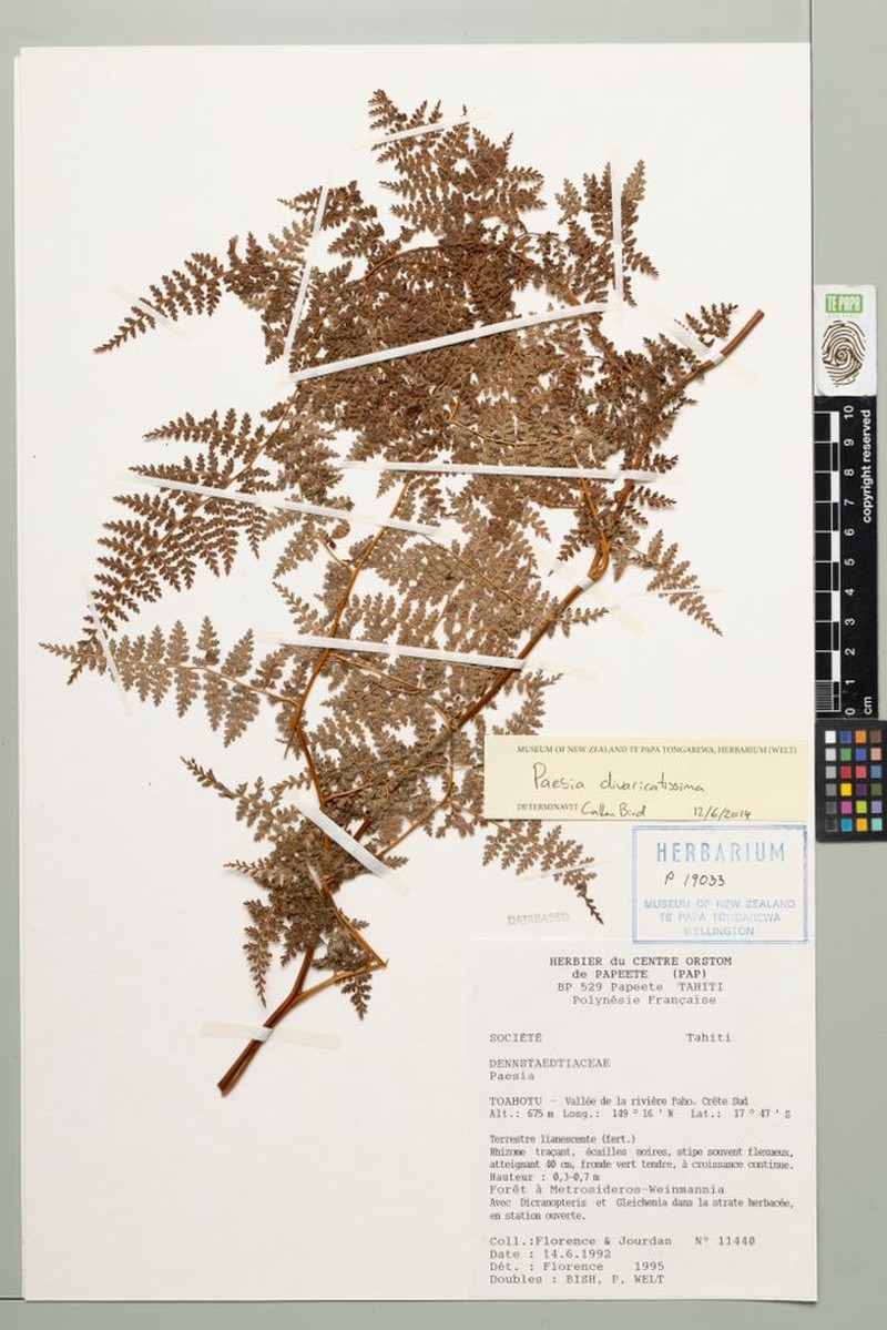 Paesia divaricatissima photo 3
