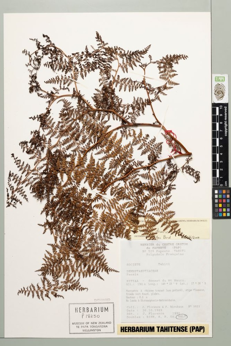 Paesia divaricatissima photo 4