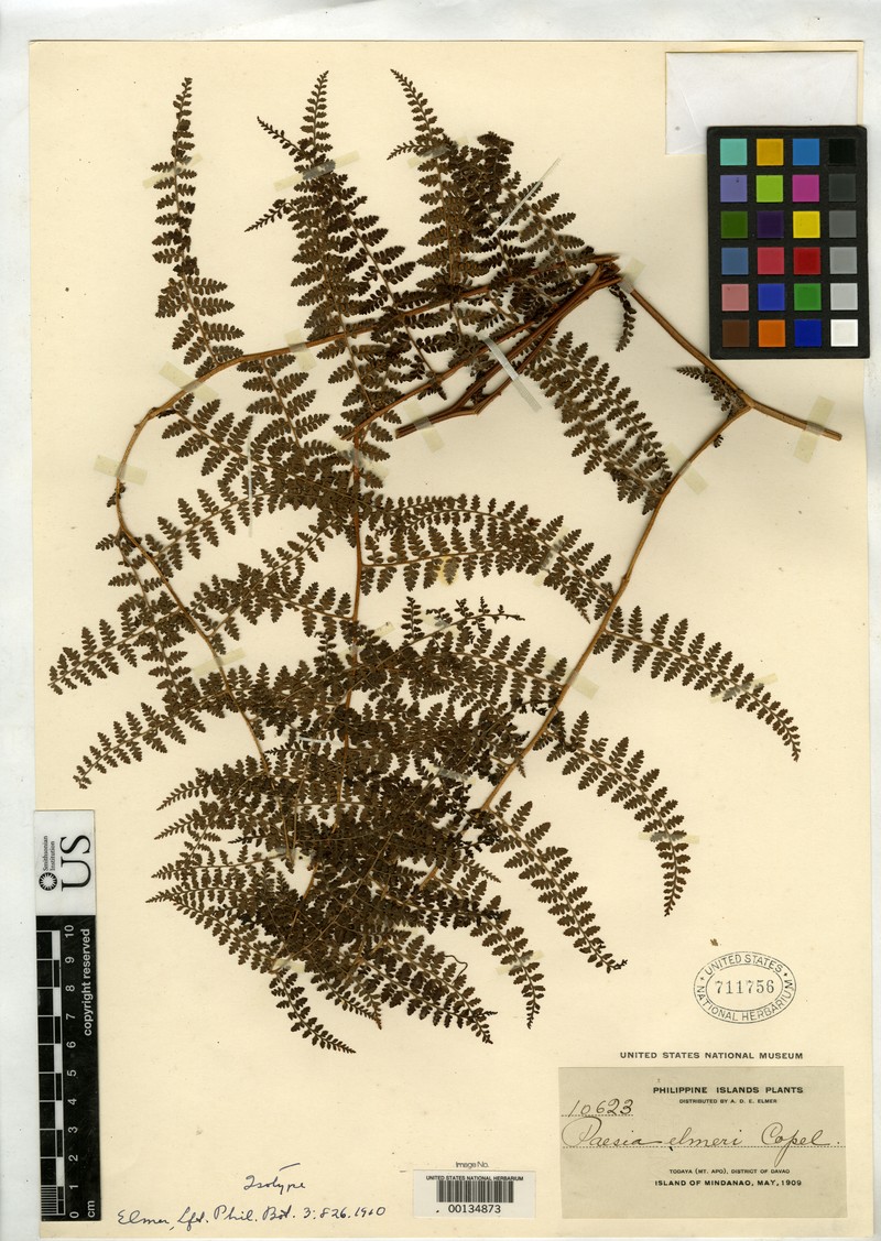 Paesia elmeri