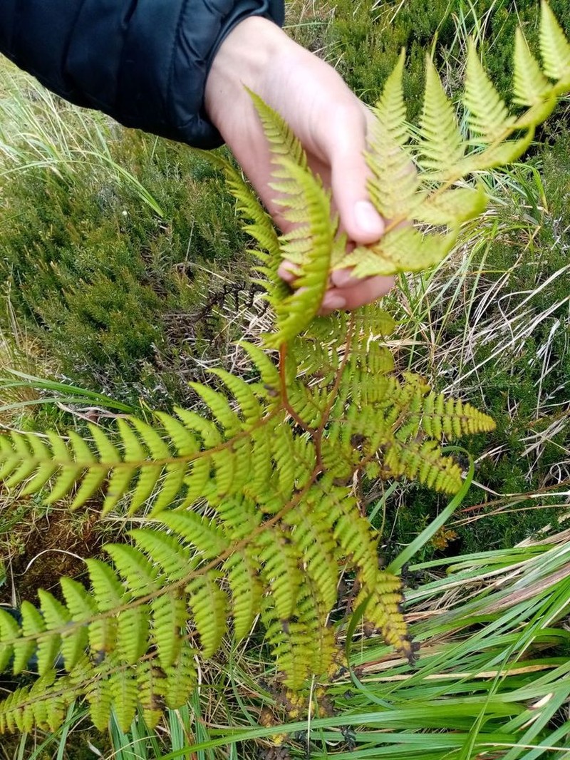 Paesia glandulosa photo 2