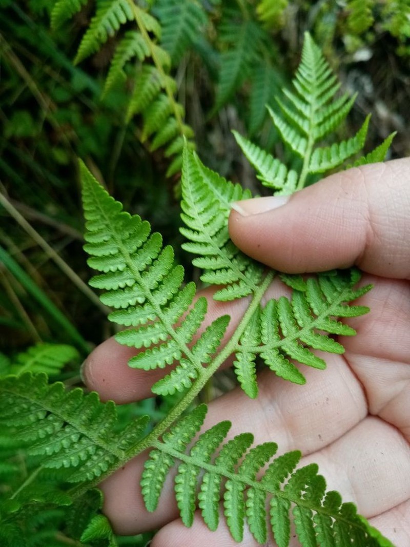 Paesia glandulosa photo 3