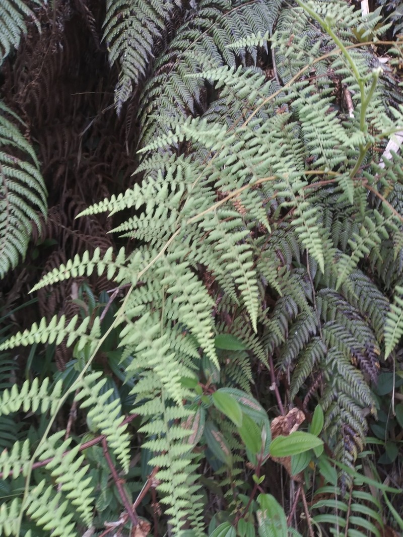 Paesia glandulosa photo 4