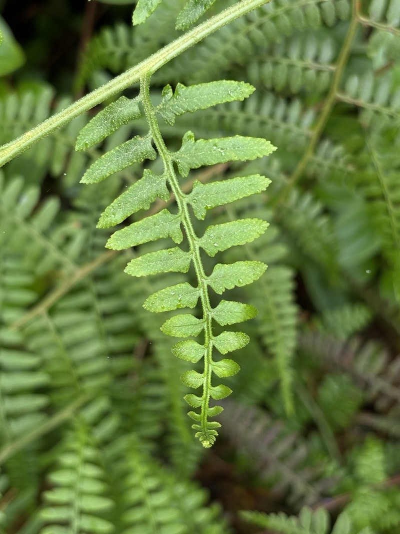 Paesia glandulosa photo 5