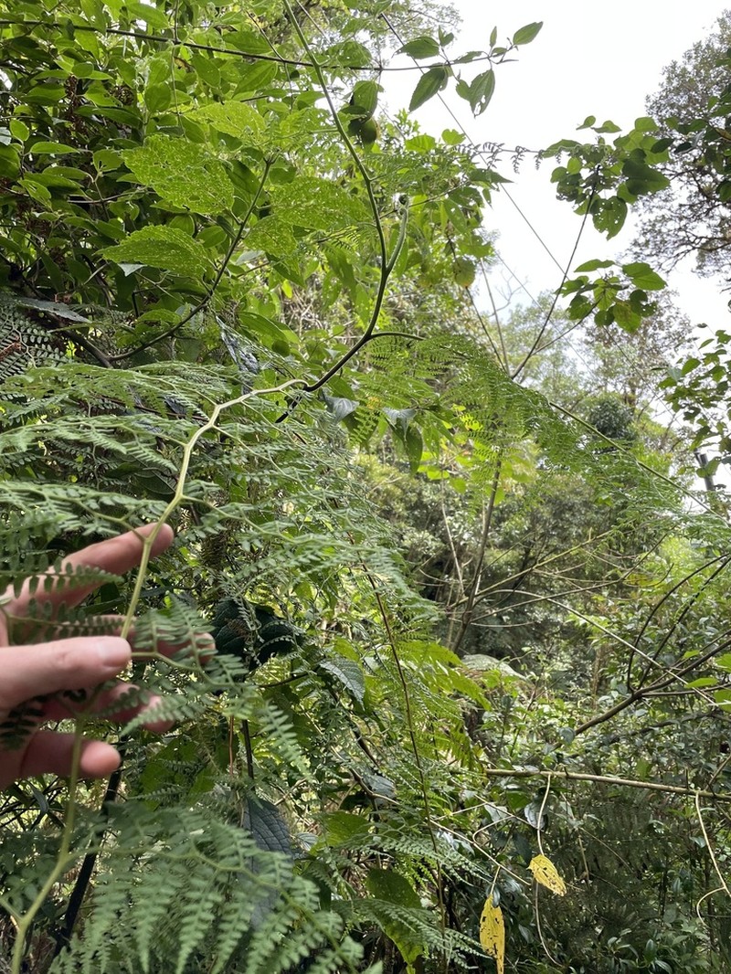 Paesia glandulosa photo 6