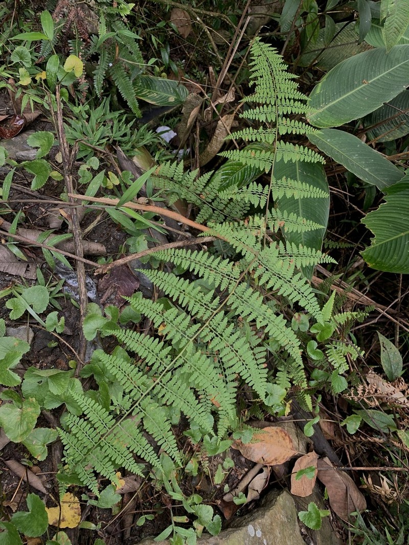 Paesia glandulosa photo 7
