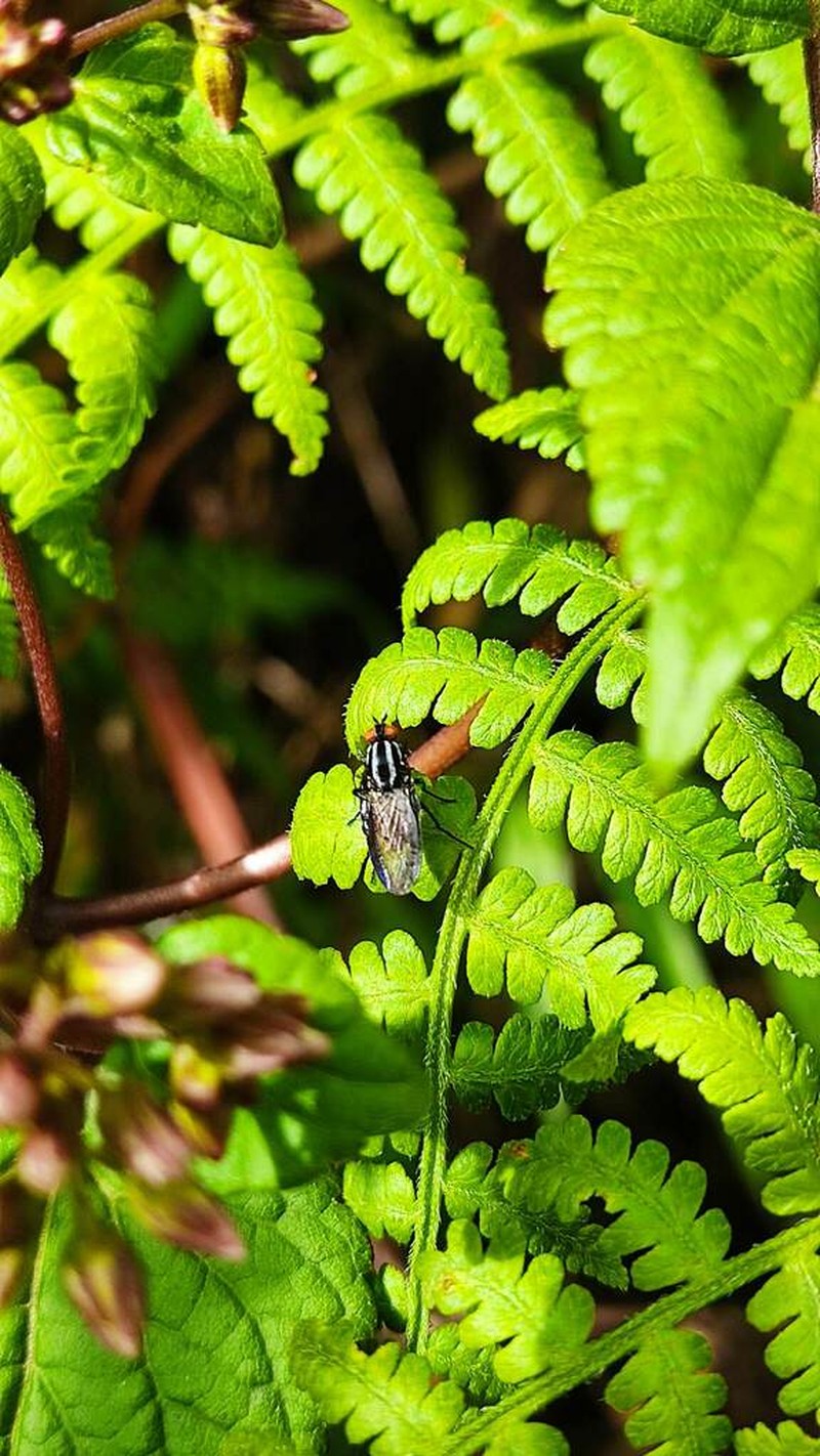 Paesia glandulosa photo 8