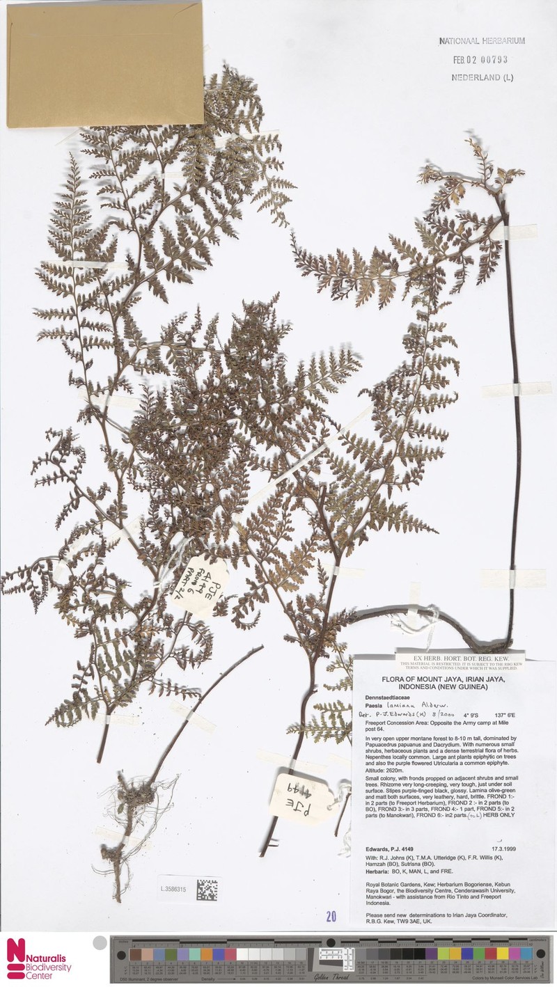 Paesia lamiana