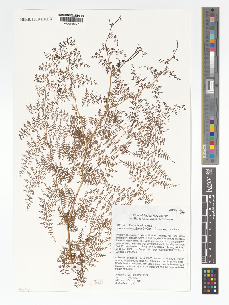 Paesia lamiana photo 3