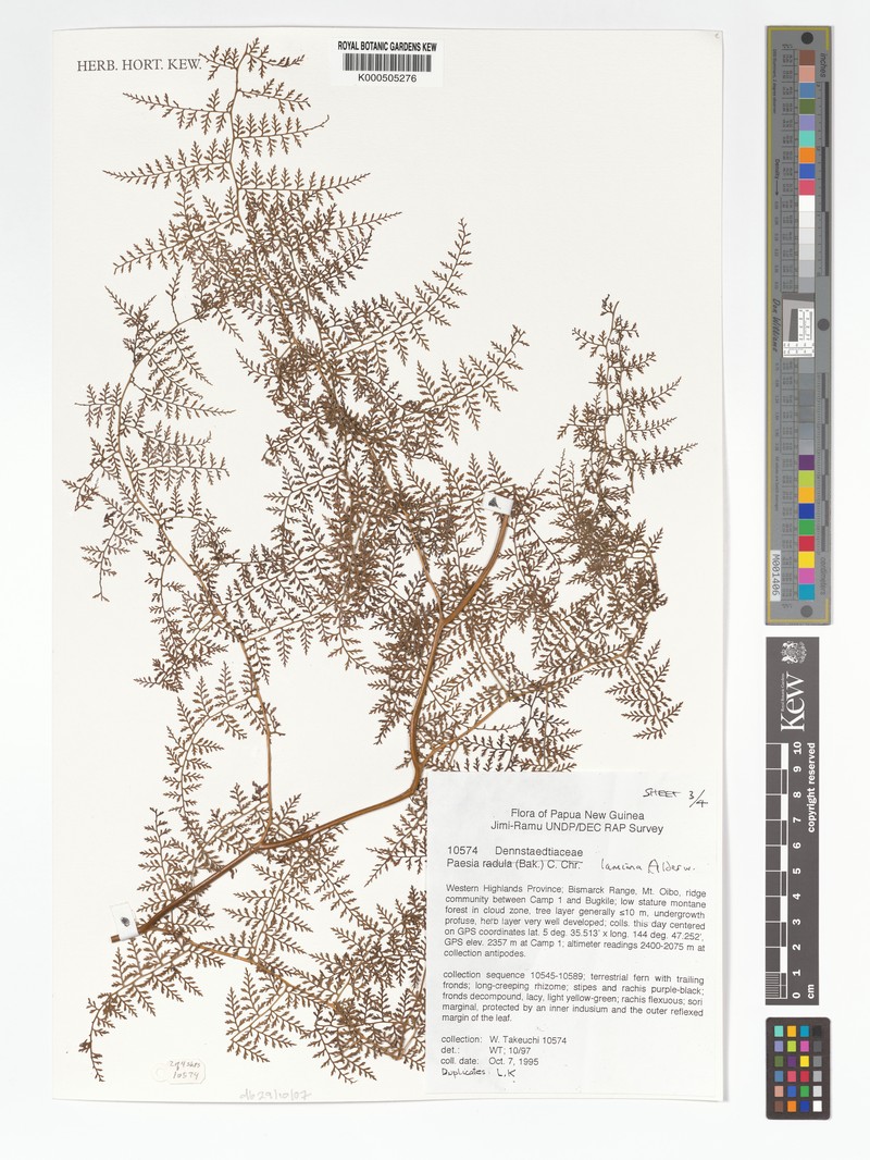 Paesia lamiana photo 4