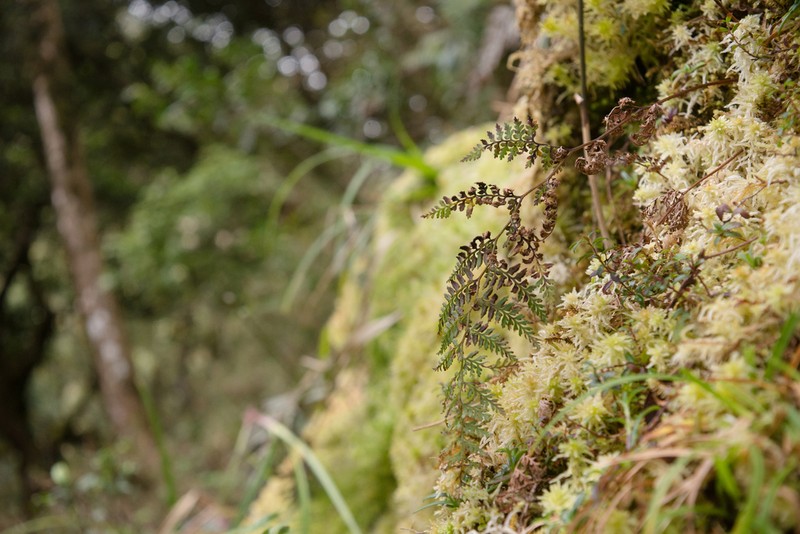 Paesia radula
