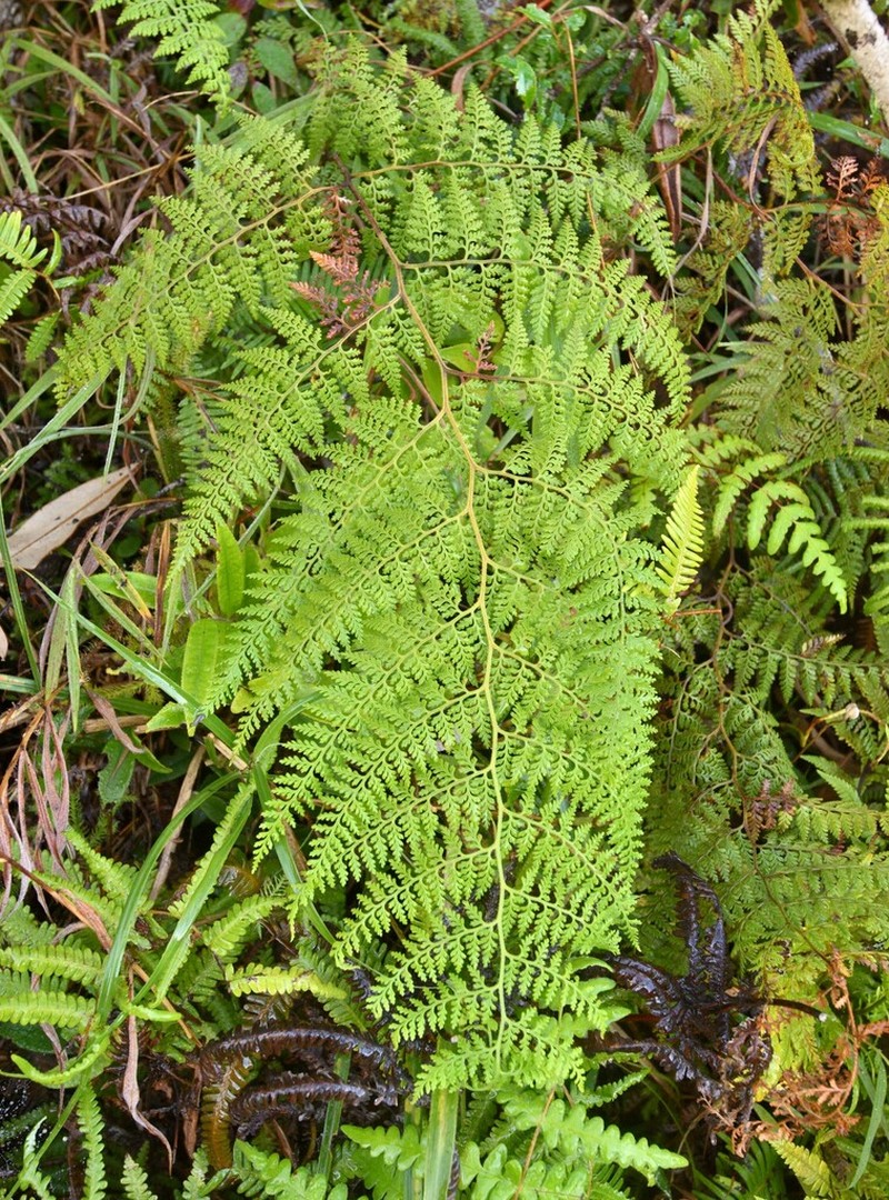 Paesia radula photo 2