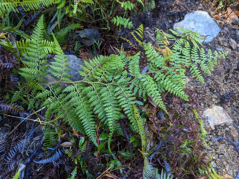 Paesia radula photo 5