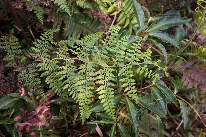 Paesia radula photo 7